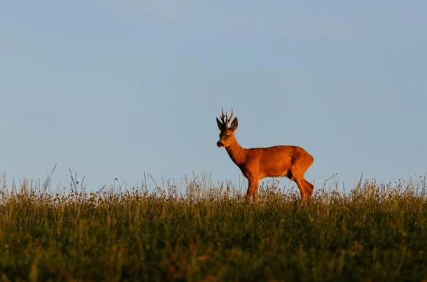 animal